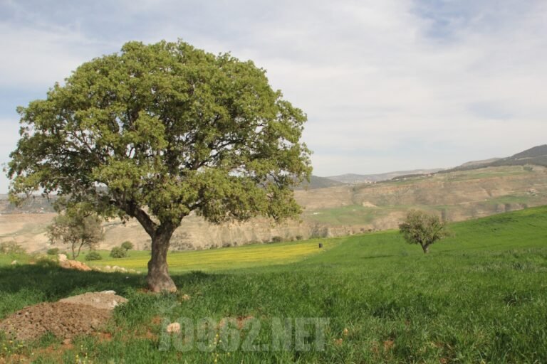 هل ترى عيوننا ماتراه العدسة؟