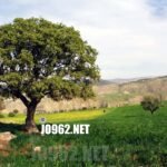 ربيع يرسم لوحات